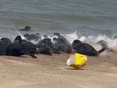Outrage after beach litter spooks seal colony into stampede