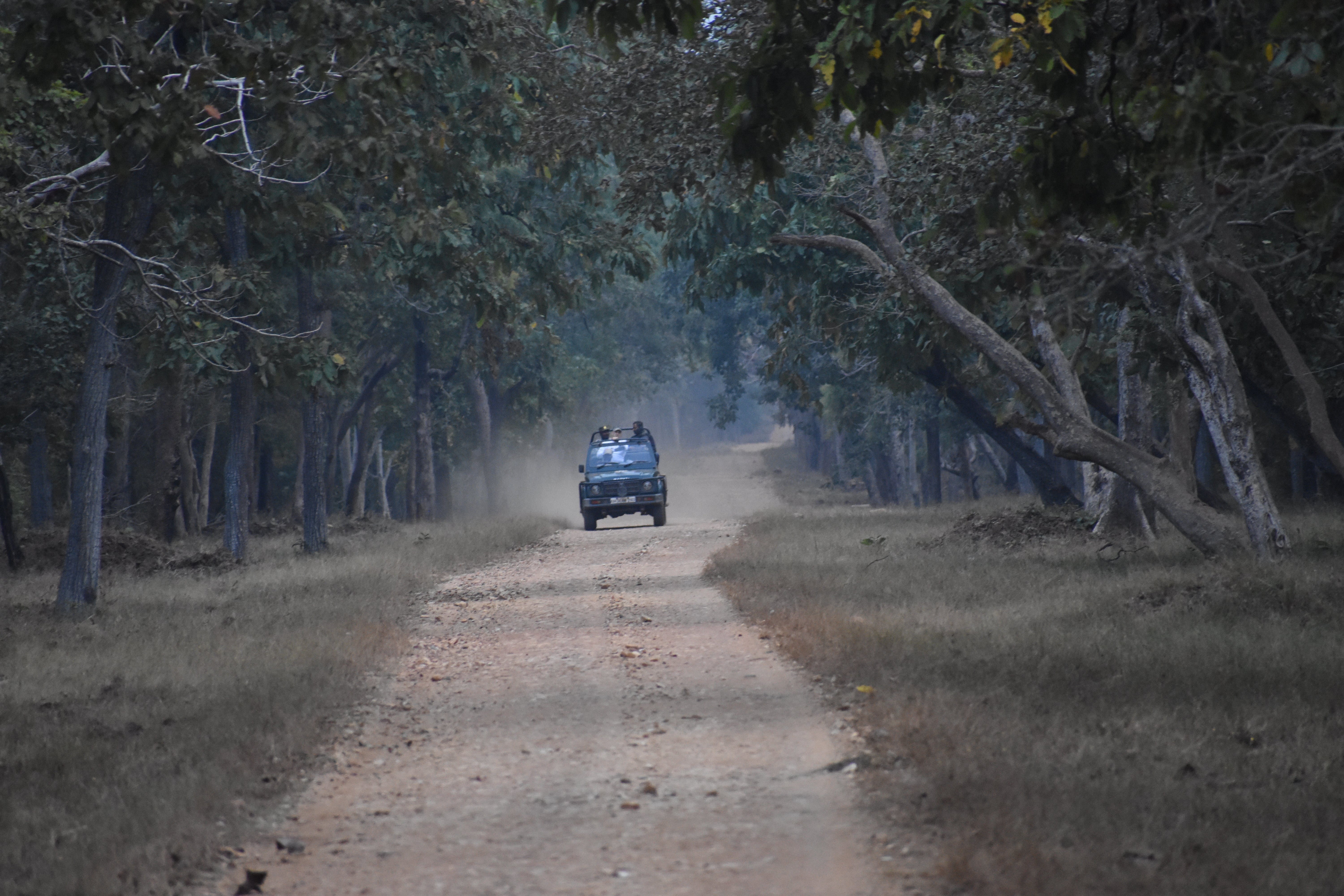 Tourists can only access 20 per cent of the land where tigers roam