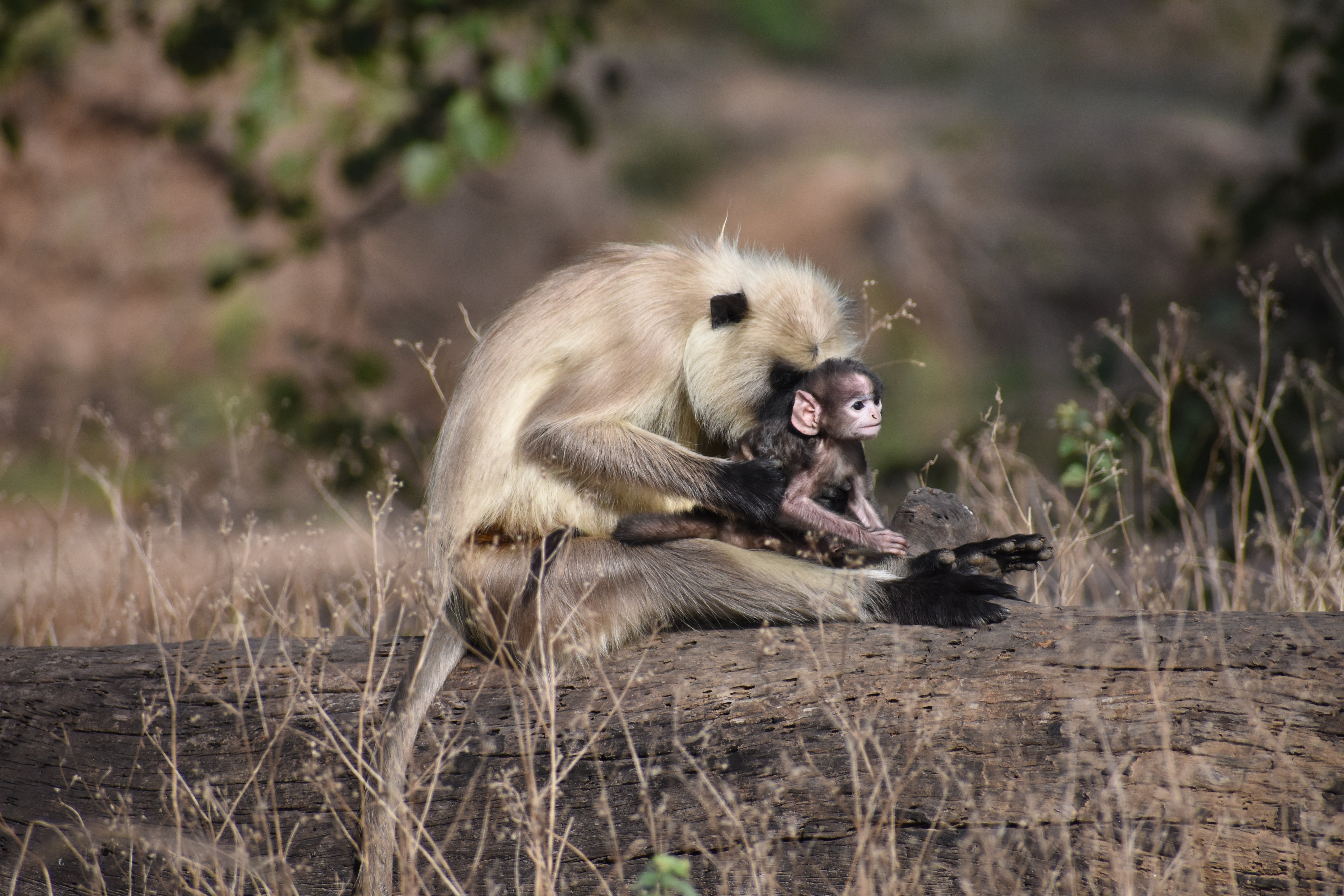 Other wildlife can also be spotted, such as the langur or Hanuman monkey