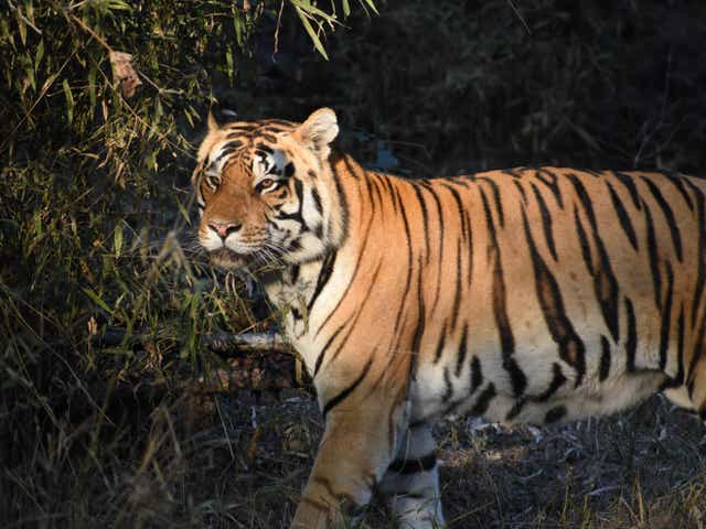 <p>Bengal tiger numbers are on the up in India</p>