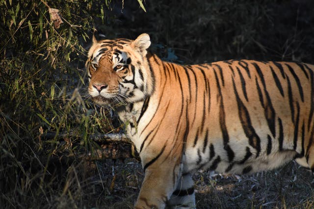 <p>Bengal tiger numbers are on the up in India</p>