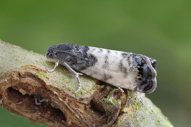 A sallow-shoot piercer moth (Patrick Clement/PA)