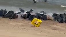 Seals stampede across beach after being spooked by plastic bag