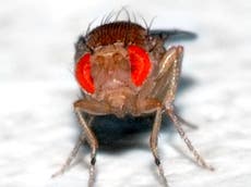 Scientists create remote-controlled flies by hacking their brains
