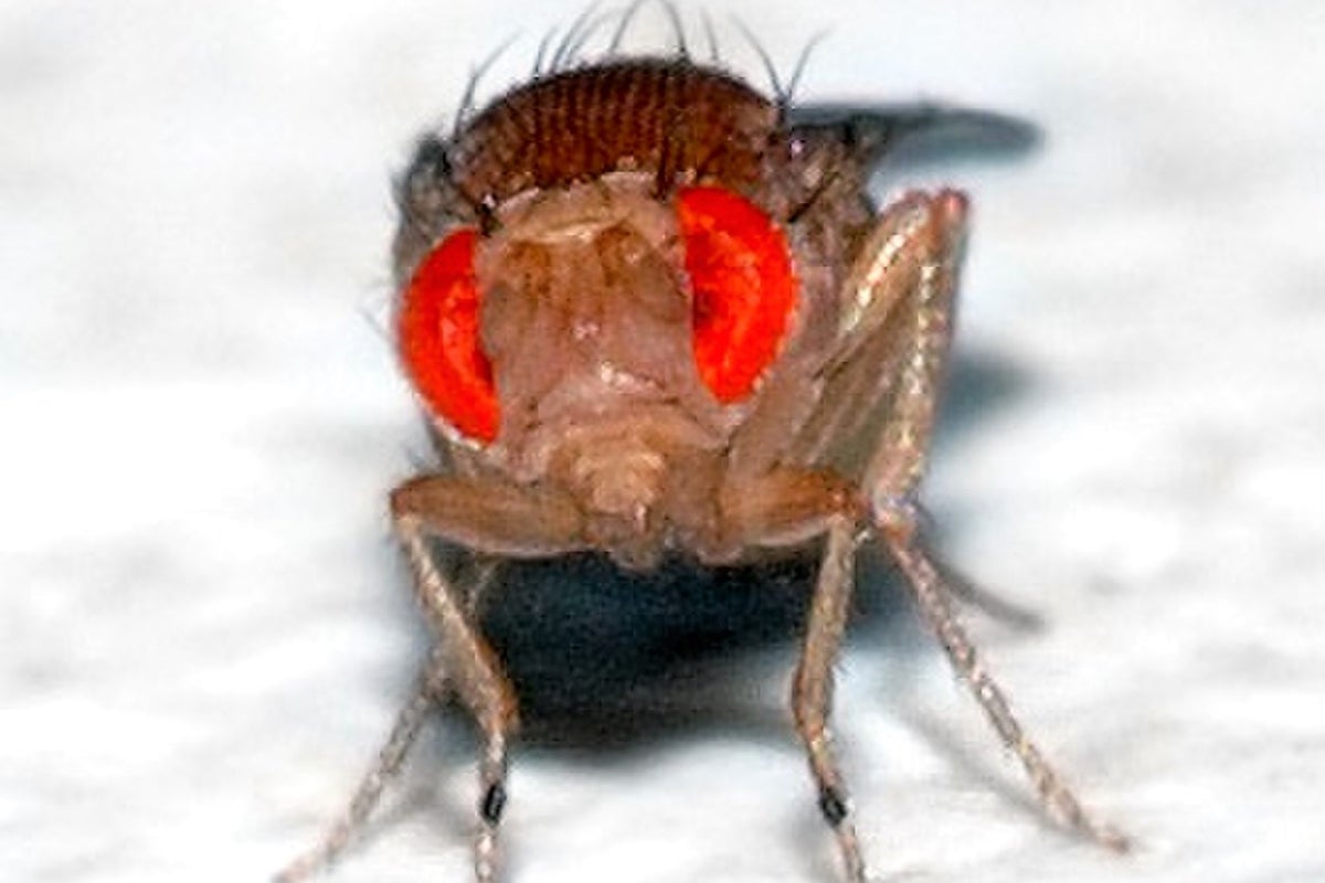 Scientists create remote-controlled flies by hacking their brains | The ...