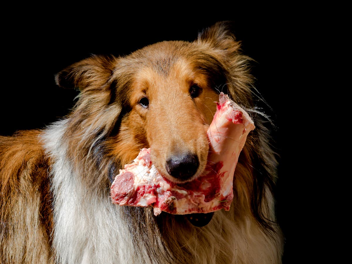 Feeding dogs raw meat could be fuelling spread of antibiotic-resistent superbugs, scientists warn