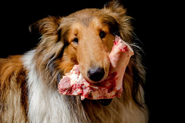 <p>Raw meat for your dog could be bad for your health </p>