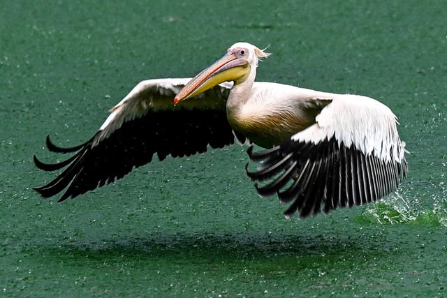<p>A pelican flies during a rain shower at the National Zoological Park in New Delhi on July 16, 2022</p>