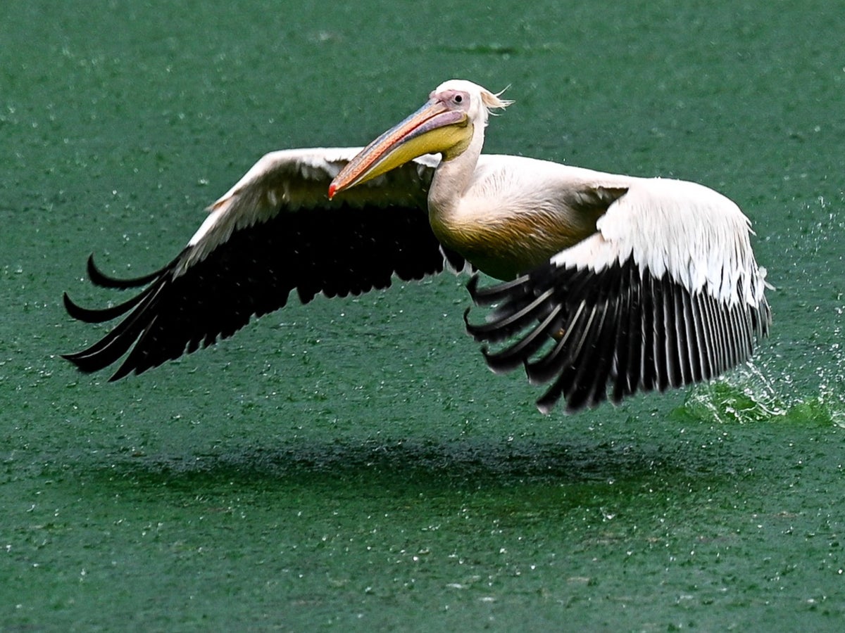 Idaho kampında pelikanla koşuşturan 'sarhoş' adam tutuklandı