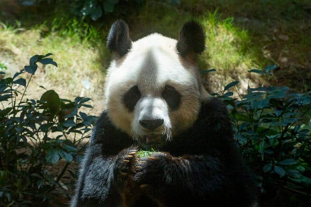 Hong Kong Panda