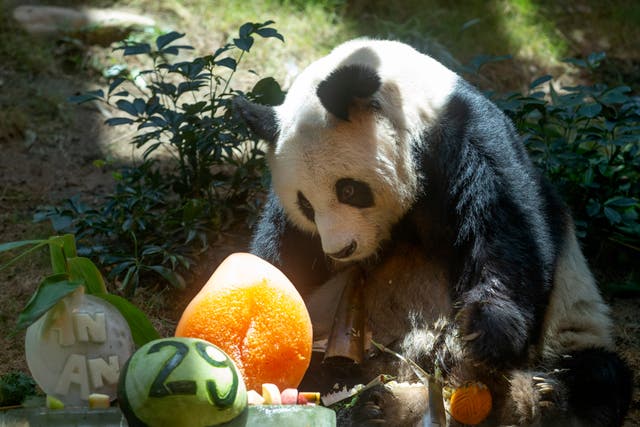 Hong Kong Panda