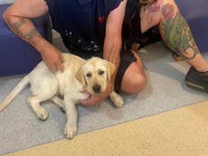 Ten ‘half-dead’ puppies rescued from searing vans during record heatwave