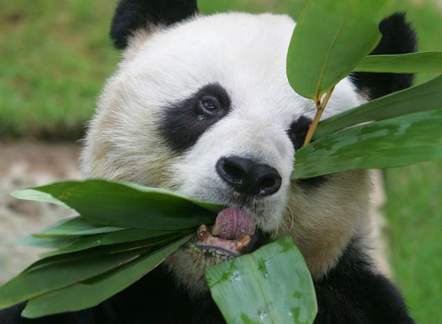 <p>File: Male giant panda An An eats bamboo leaves at the Hong Kong Ocean Park March 9, 2006</p>