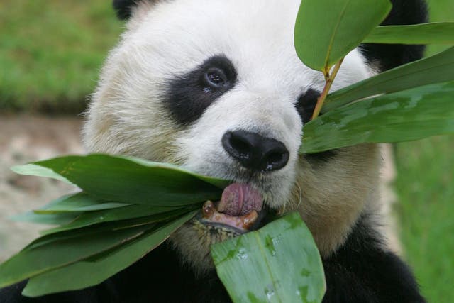 <p>File: Male giant panda An An eats bamboo leaves at the Hong Kong Ocean Park March 9, 2006</p>