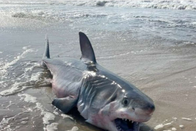 <p>A 7-to-8 foot dead shark washed up on a Long Island beach on Wednesday morning, appearing to be a great white, according to local authorities</p>