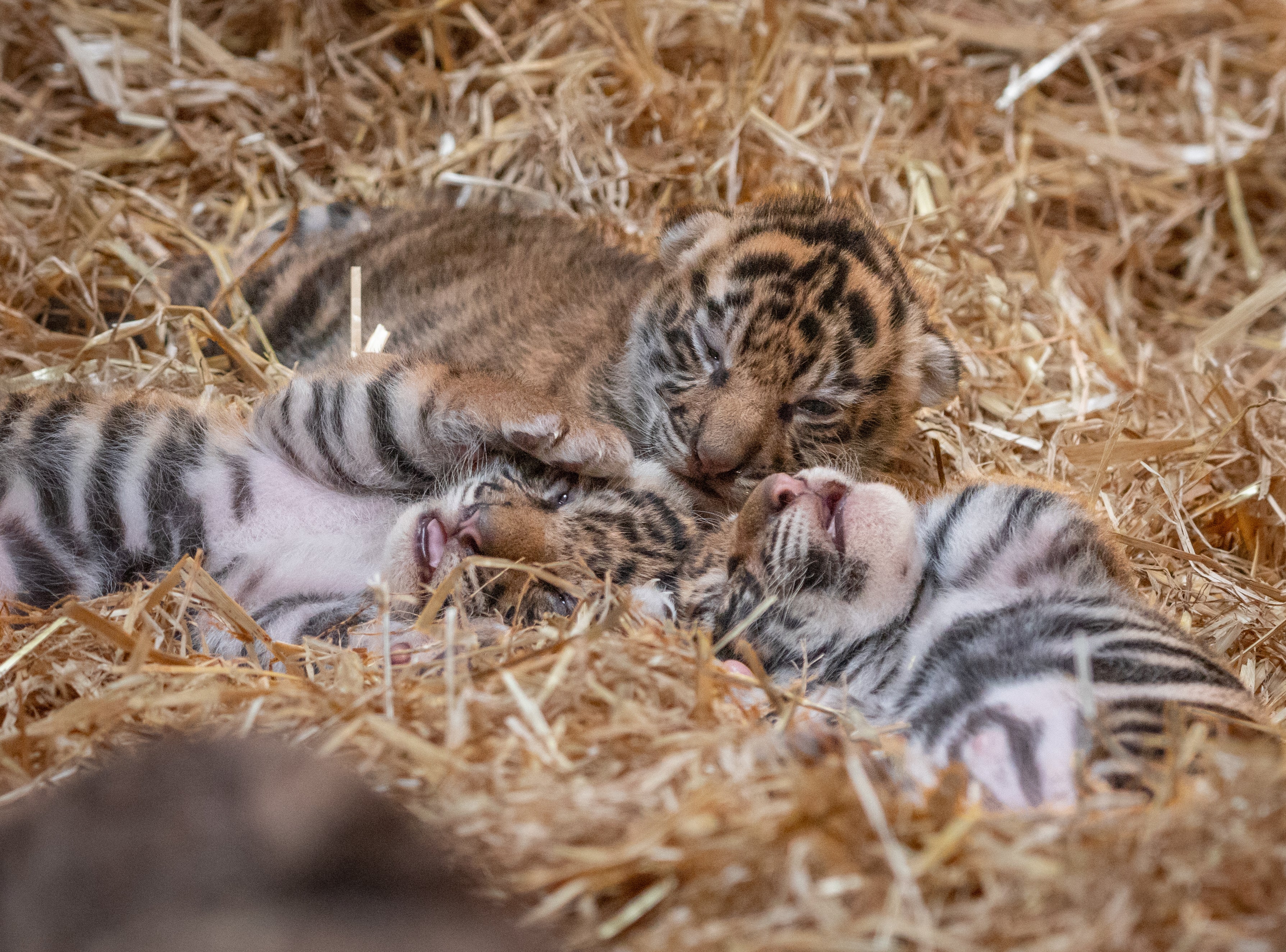 Zookeepers have been monitoring the three cubs since their birth in June (ZSL London Zoo/PA)