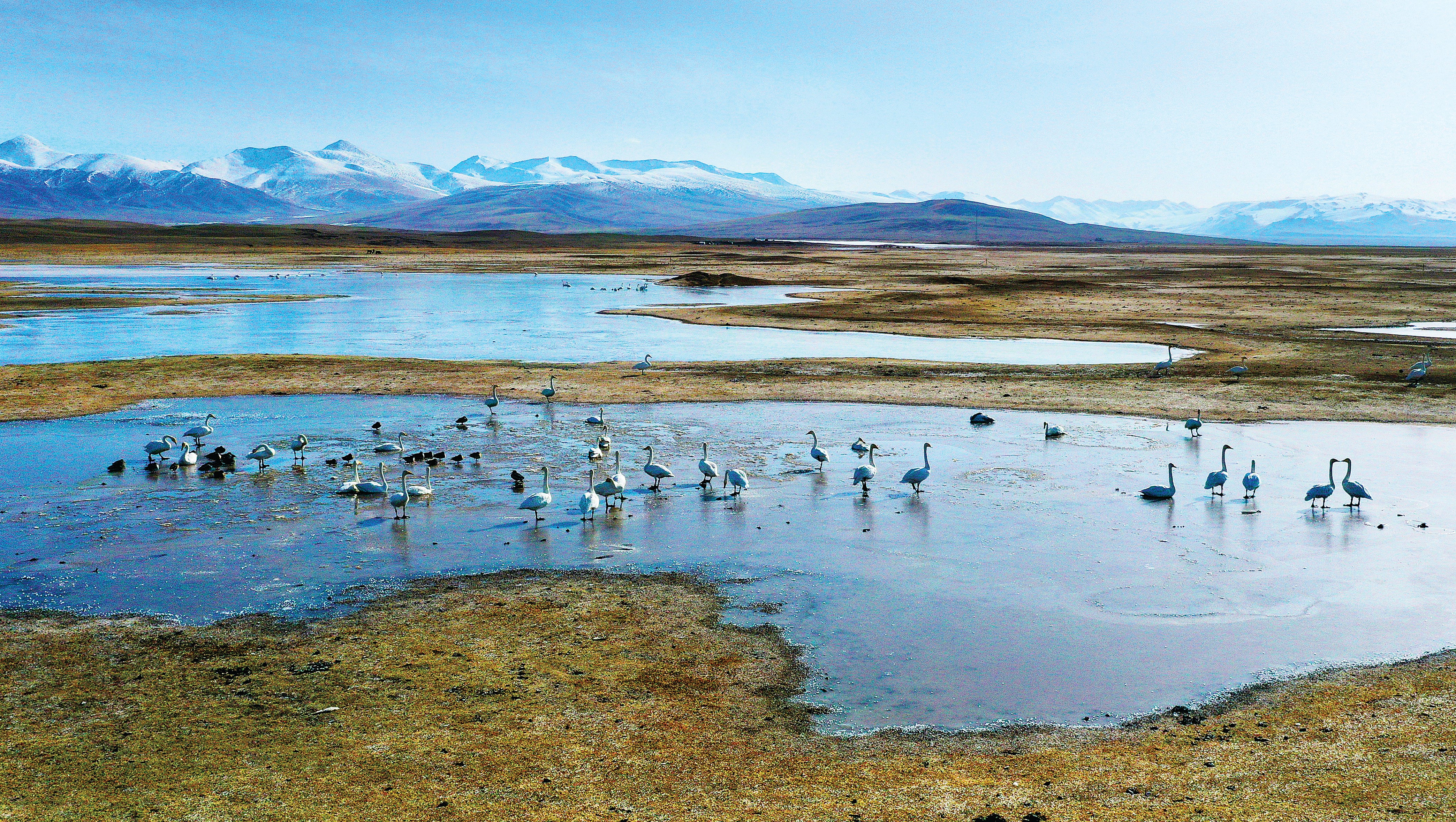 Between mid-March and April every year, swans flock to the Bayanbulak National Nature Reserve for nesting