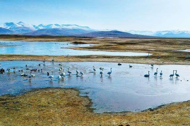 <p> Between mid-March and April every year, swans flock to the Bayanbulak National Nature Reserve for nesting   </p>