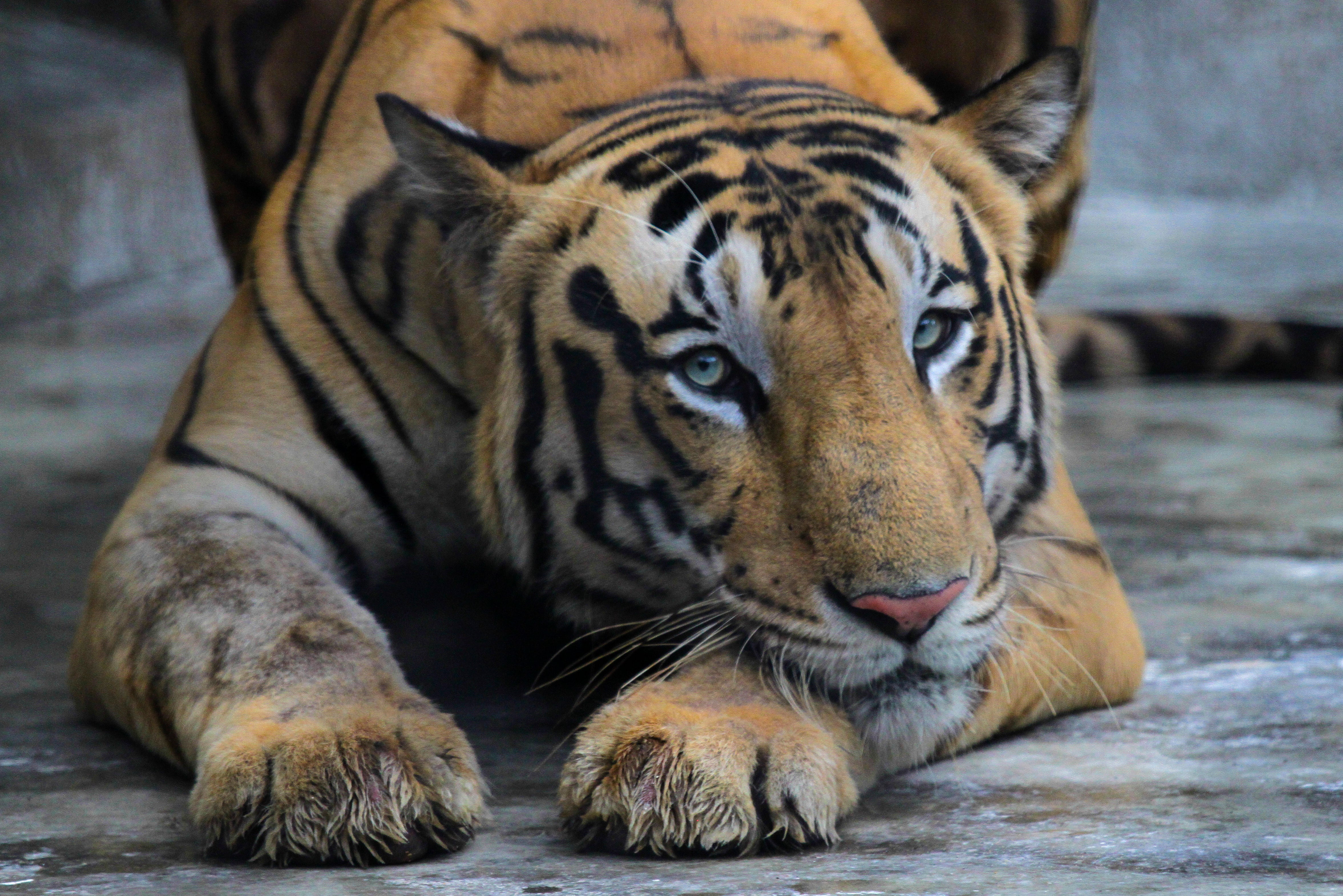 File image: India is home to 70 per cent of the world’s tiger population