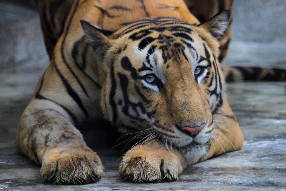 Police shoot dead tiger nicknamed ‘man-eater of Champaran’ that killed at least nine people in India