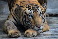 Police shoot dead tiger nicknamed ‘man-eater of Champaran’ that killed at least nine people in India