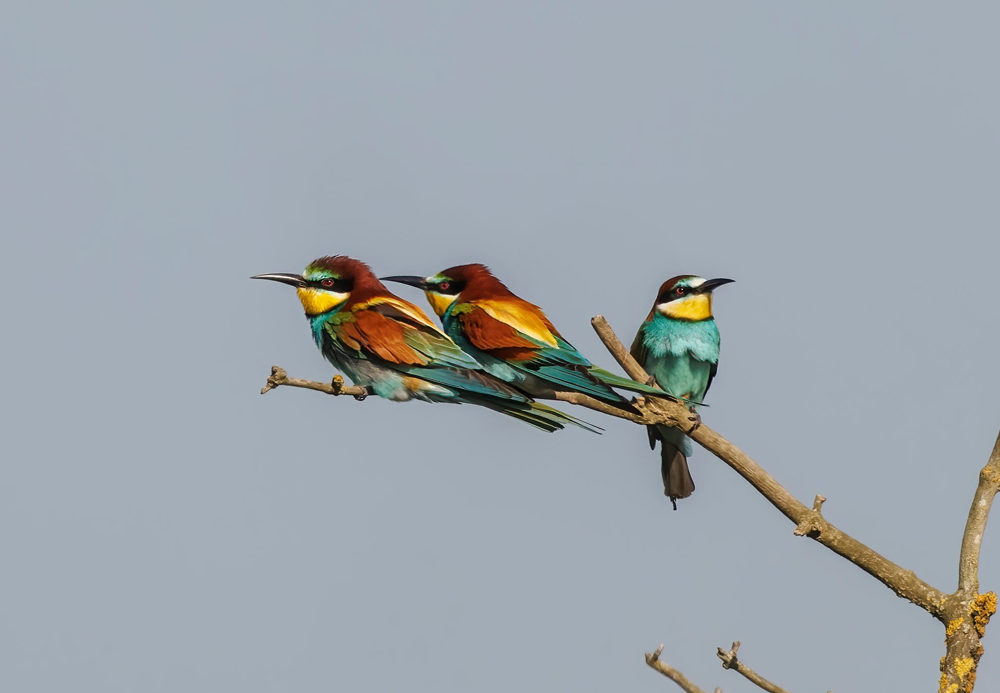 Three rare bee-eaters on a branch (Mike Edgecombe/PA)