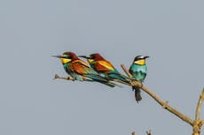 Bee-eater chicks hatch in Norfolk quarry in ‘vivid reminder’ of warming world