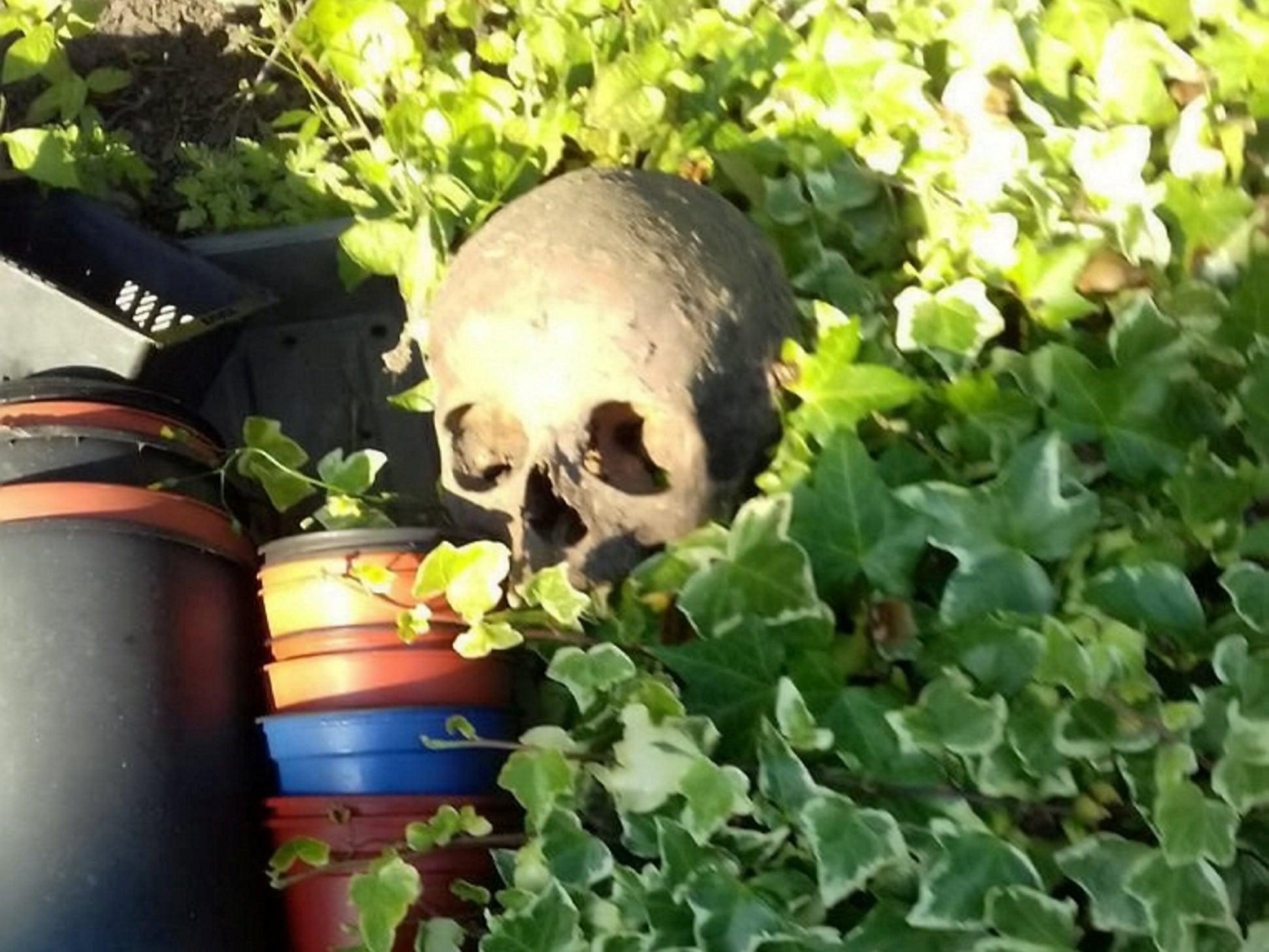 A skull among flowerpots in Ann Mathers’s garden