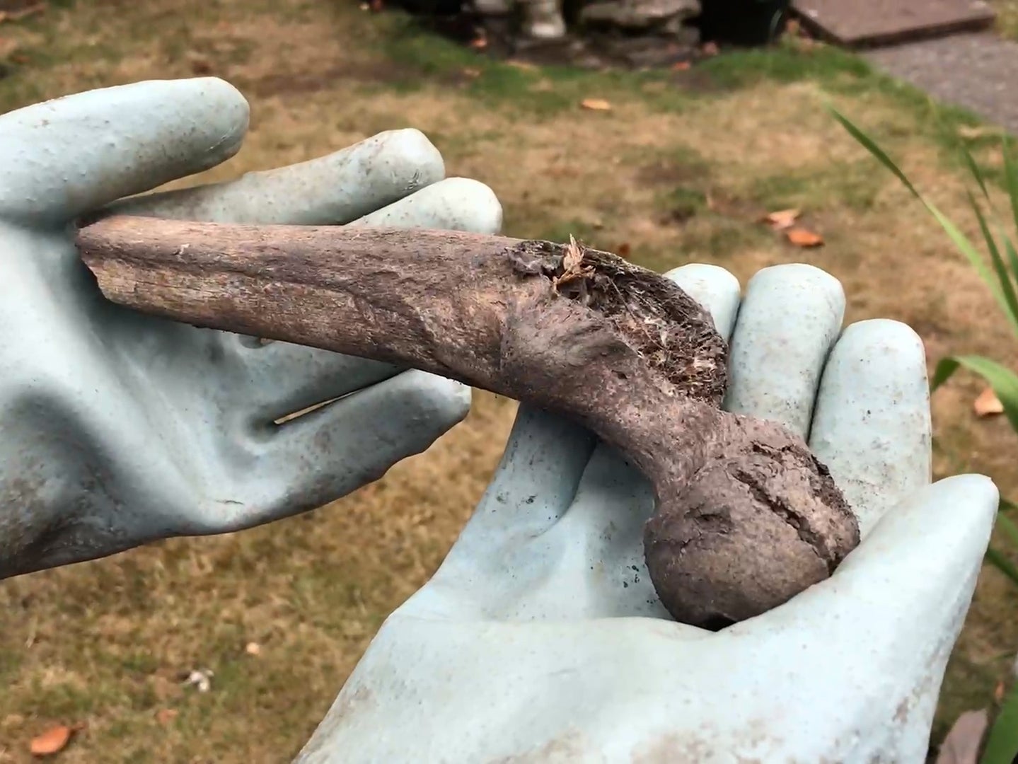 <p>A hip bone unearthed by a badger and dumped in Ann Mathers’s garden</p>