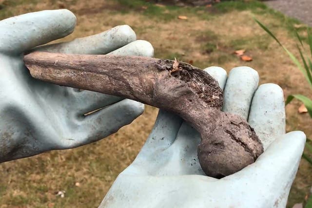 <p>A hip bone unearthed by a badger and dumped in Ann Mathers’s garden</p>
