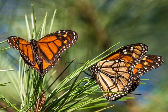 <p>MARIPOSA MONARCA</p>