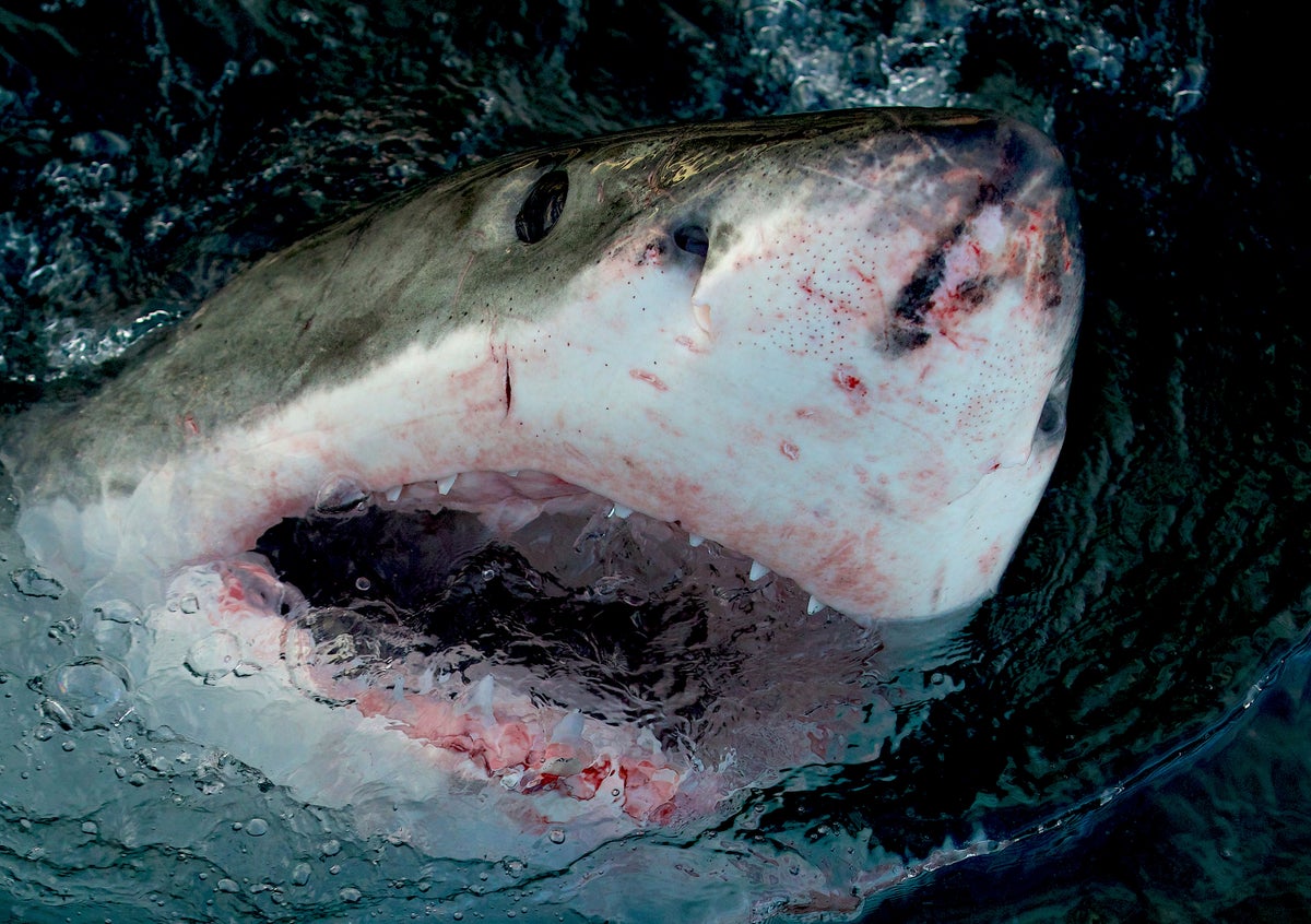 Discovery’s ‘Shark Week’ hopes to enchant and thrill viewers