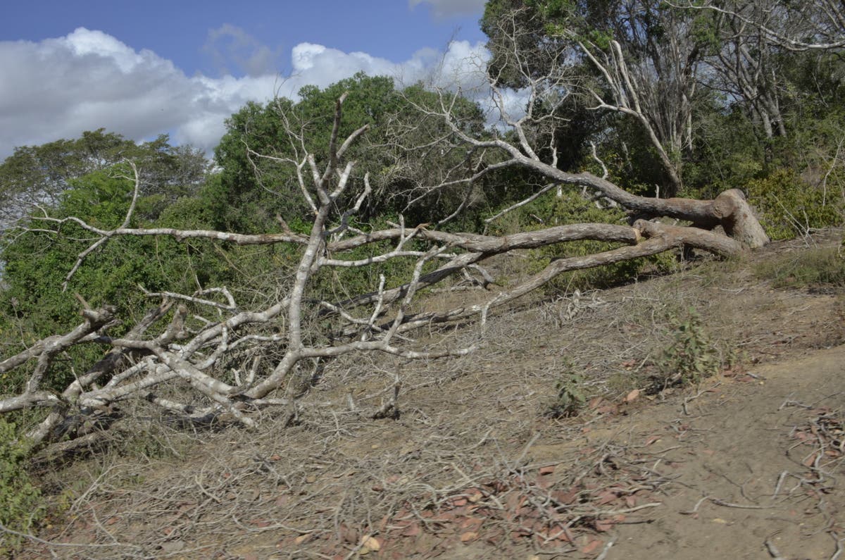 Kenya&rsquo;s coastal forests bear the brunt of climate change