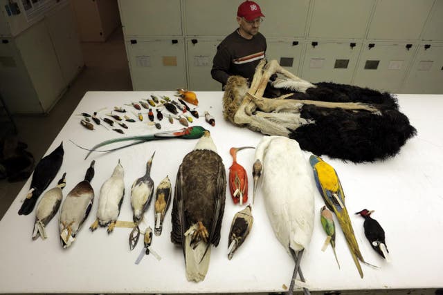 <p>Some of the diverse avian species that were analysed for a comparative genomics study. Photo taken at the National Museum of Natural History in Washington, DC</p>