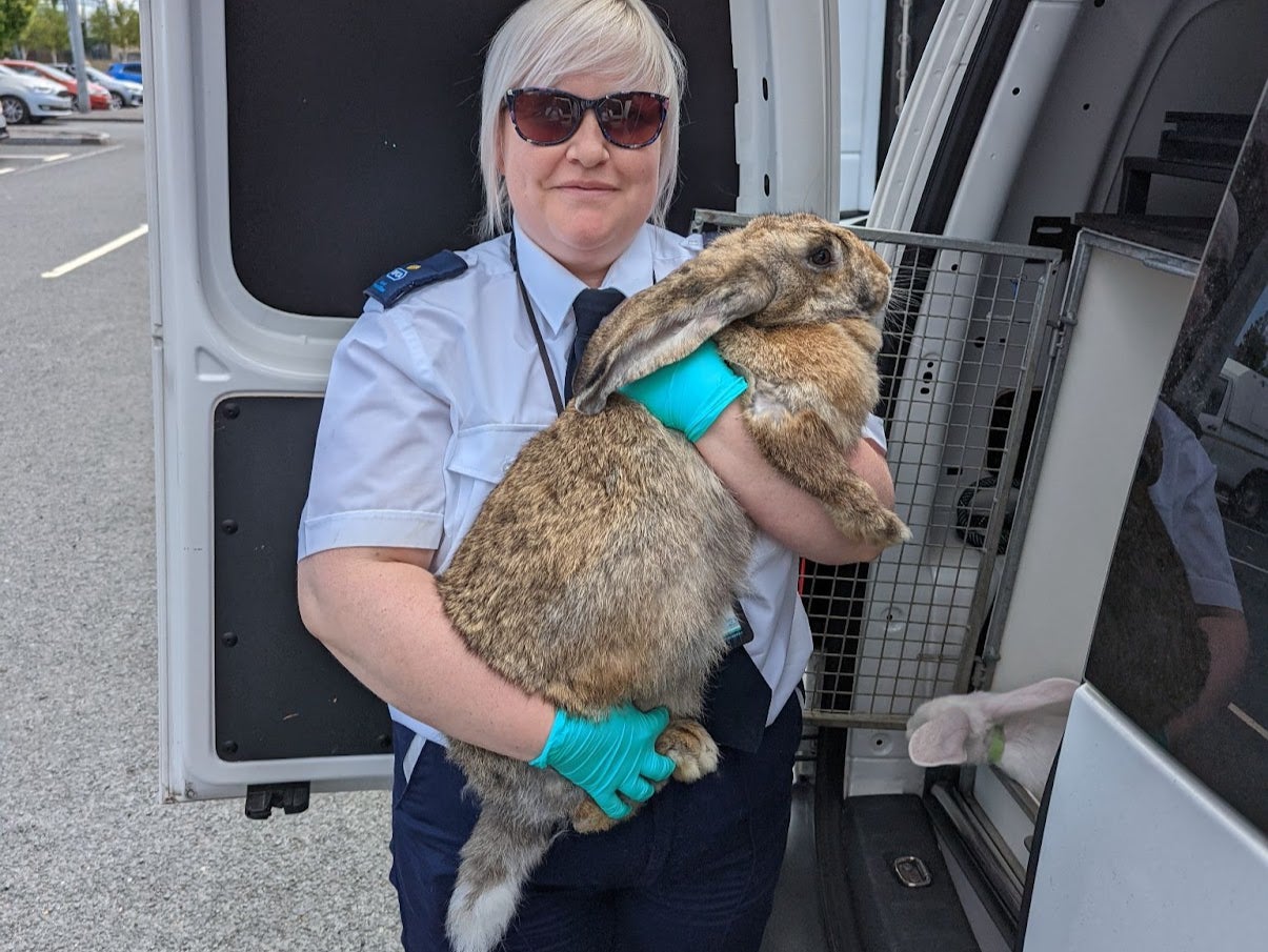 Rescuers said the rabbits had been locked up and left to breed