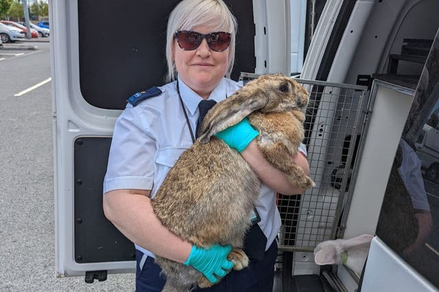 <p>Rescuers said the rabbits had been locked up and left to breed </p>