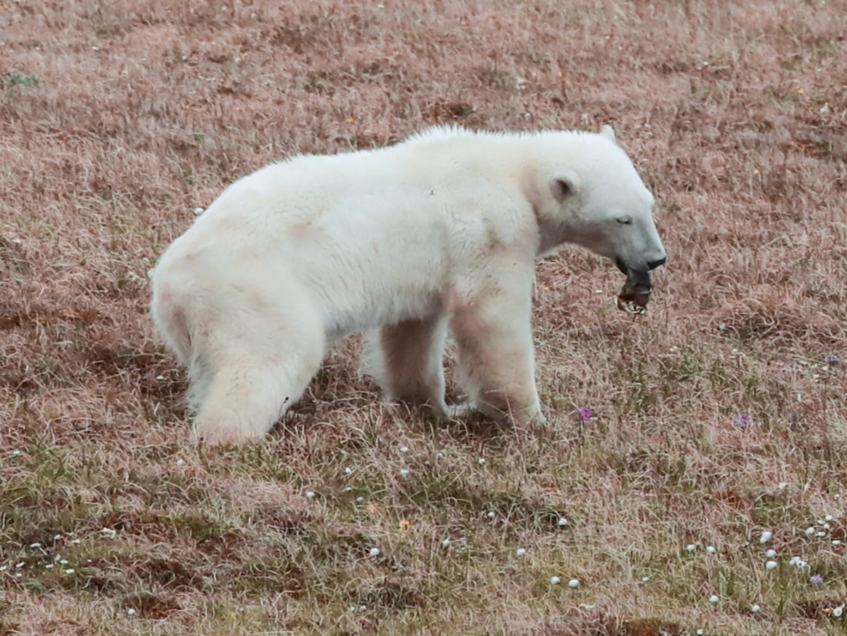 Polar bear found roaming Arctic Russia with tongue stuck in milk can