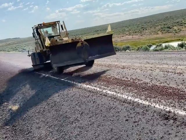 <p>Crickets were ploughed from a road in Idaho after invading in significant numbers</p>