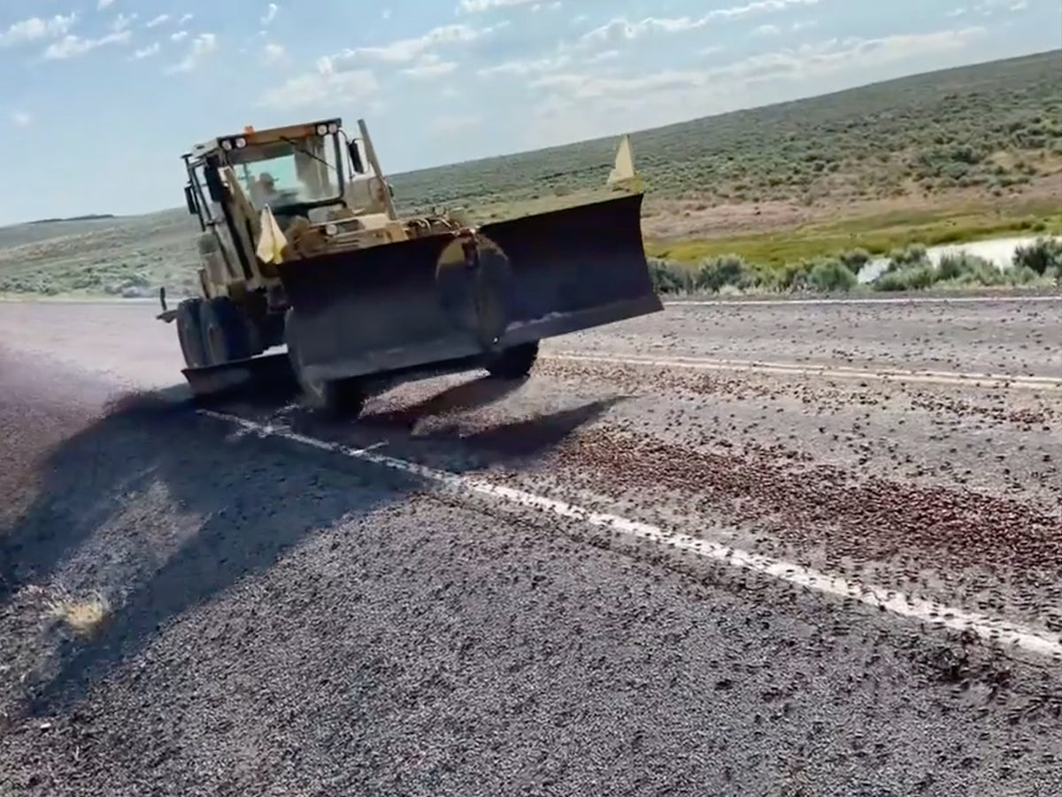 Idaho road invaded by so many crickets that officials have to bring in plough to clear it