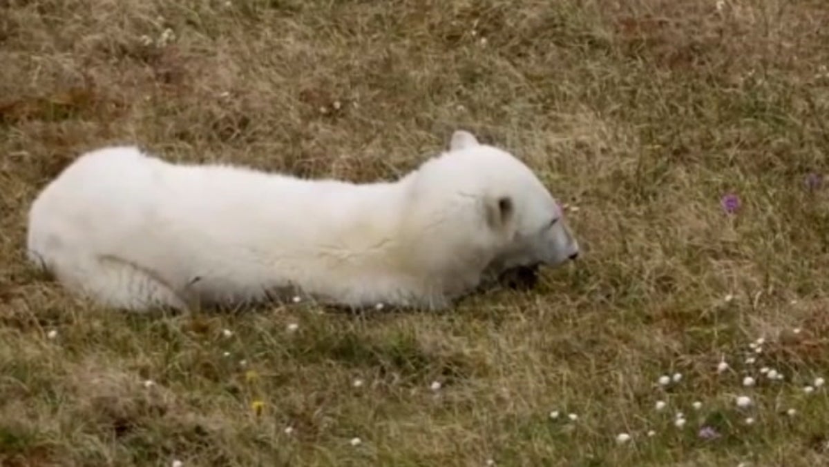 Polar bear rescued after getting tongue stuck in tin can