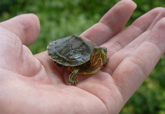 <p>The Centers for Disease Control and Prevention (CDC) warns that pet turtles of any size can carry salmonella germs in their poop </p>