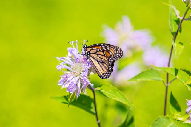 Una mariposa monarca en Ontario este mes