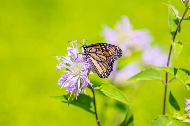 Una mariposa monarca en Ontario este mes