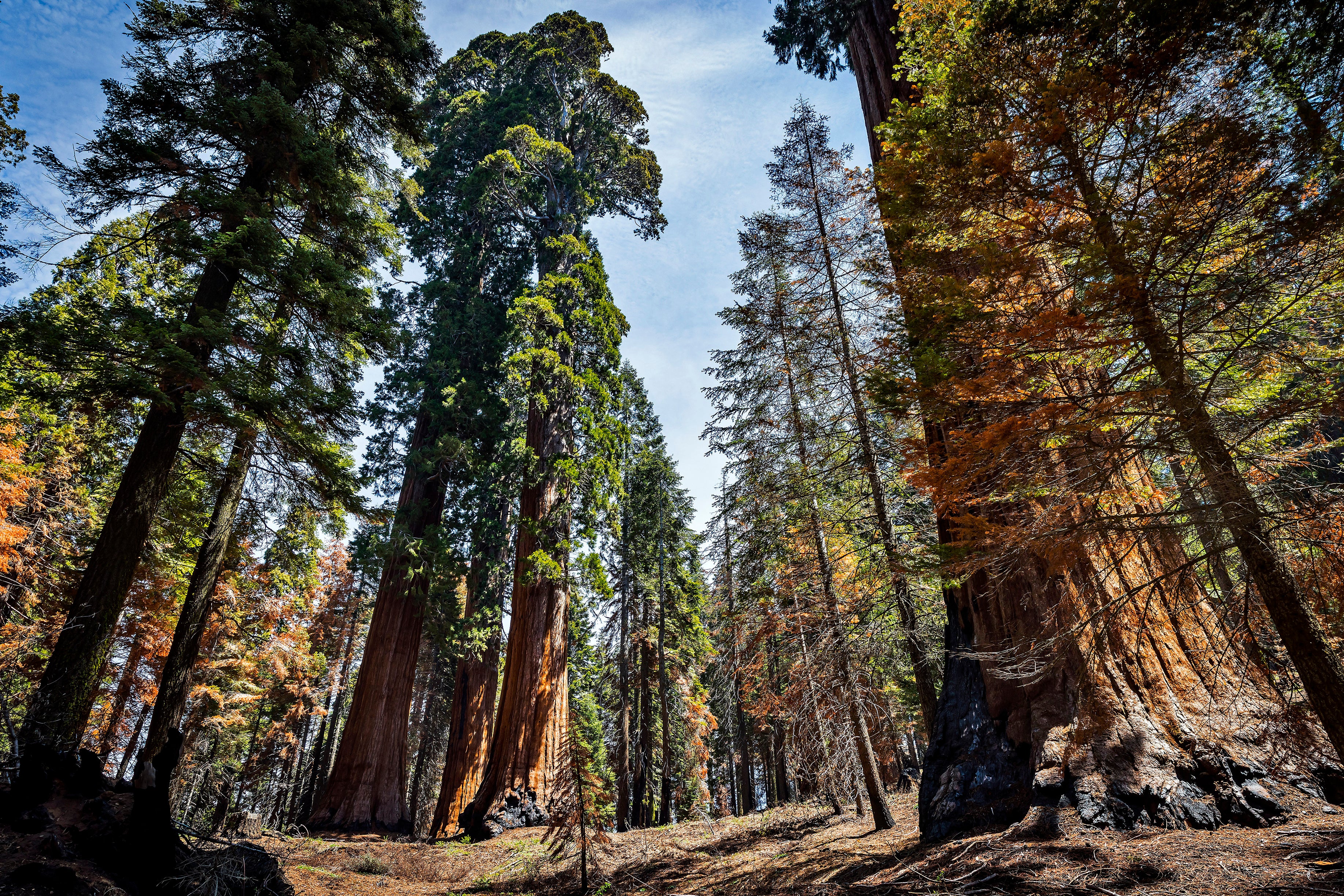 Saving Sequoias