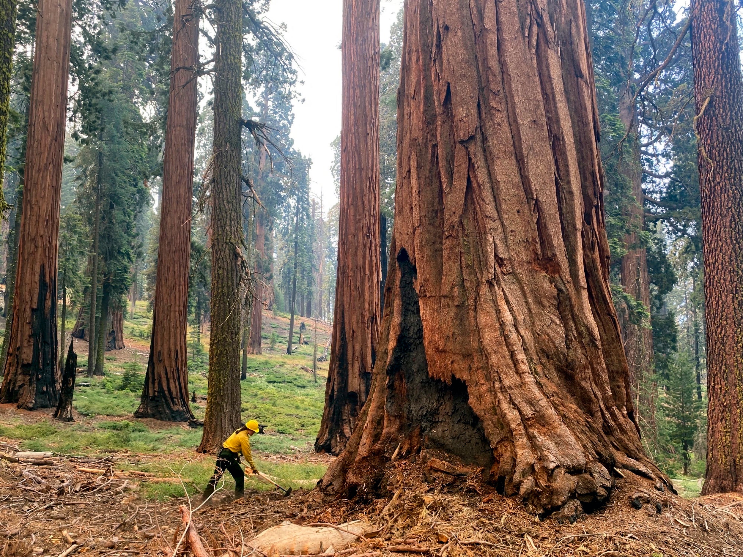 Saving Sequoias