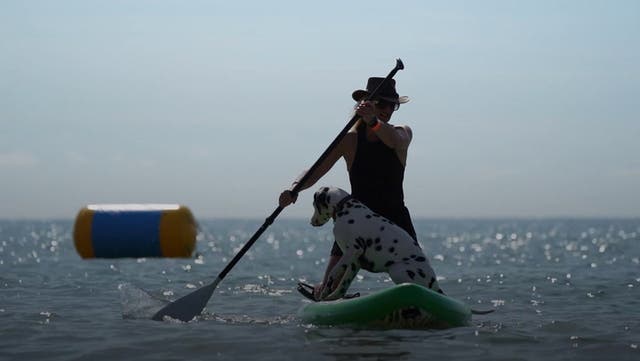 <p>Pups and their owners hit the waves at annual Dog Surfing Championships</p>