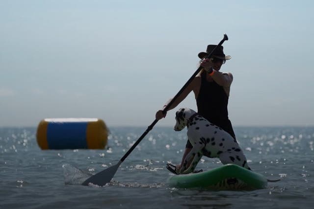 <p>Pups and their owners hit the waves at annual Dog Surfing Championships</p>