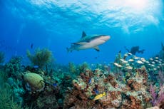 Scared of sharks? You shouldn’t be