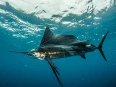 Woman stabbed by 100lb sailfish that leapt out of the water off Florida coast