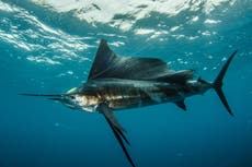 Woman stabbed by 100lb sailfish that leapt out of the water off Florida coast